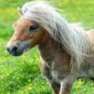 Meet your Posher, Ashlynn